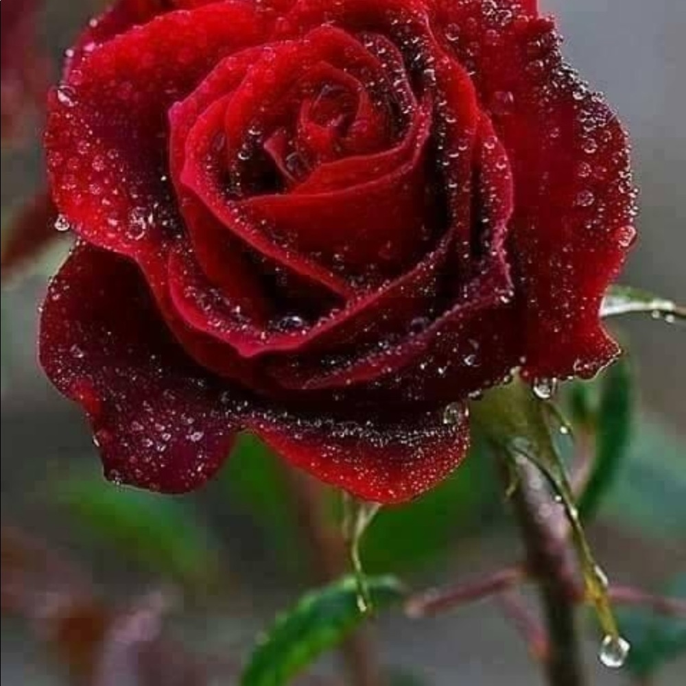 Meet your Posher, Wanda